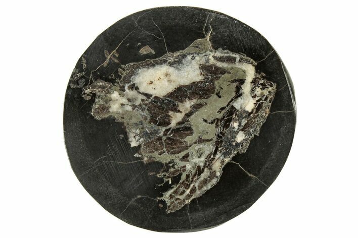 Polished Fish Coprolite (Fossil Poo) Nodule Half - Scotland #314936